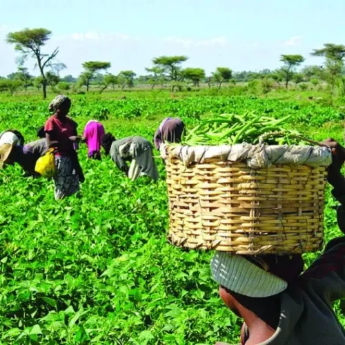Farmers-at-Work-in-their-Various-Farms (1)