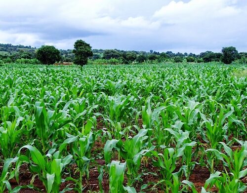 maize-plantation (1)